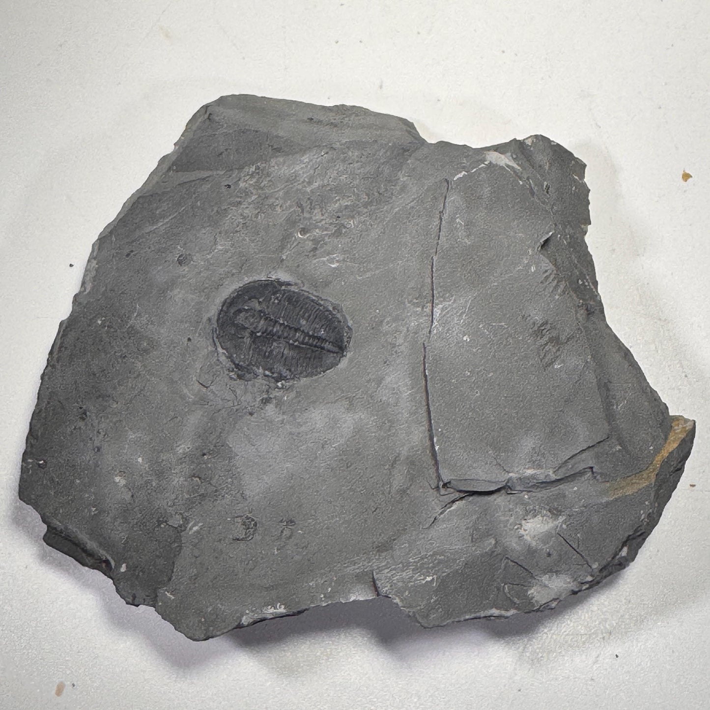 [shopname] - Elrathia Kingi Trilobite Fossil in Utah Shale - YOU PICK, rock decor