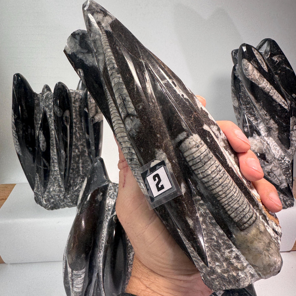 Orthoceras fossil tower specimen held up, black and gray with light speckled texture