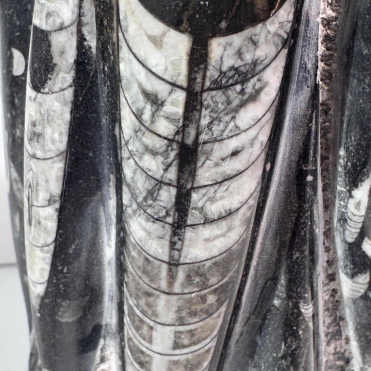 Close-up of Orthoceras fossil tower spires, dark gray with white curved shell pattern