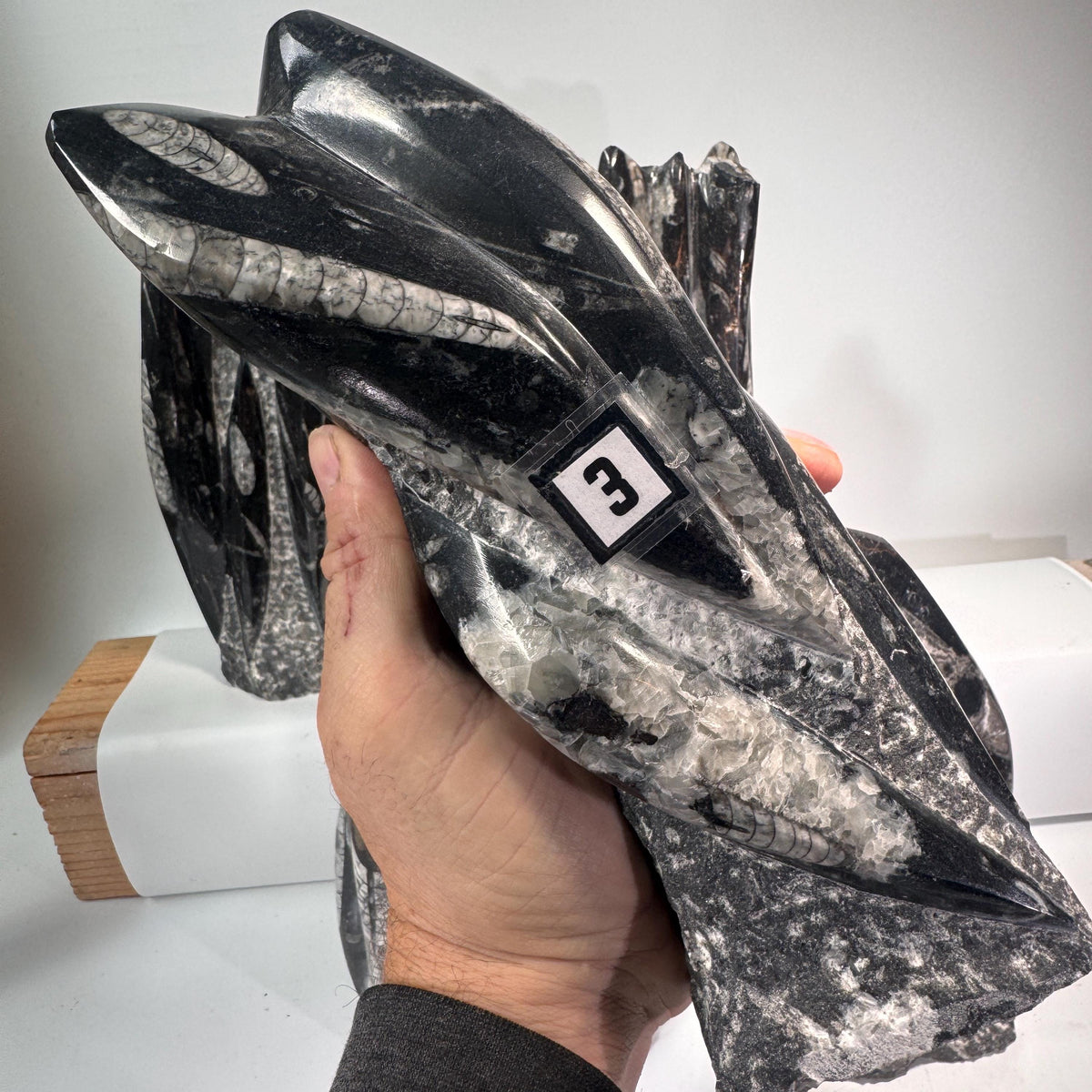 Orthoceras fossil tower specimen held in hand, dark black-gray with pale striped ridges