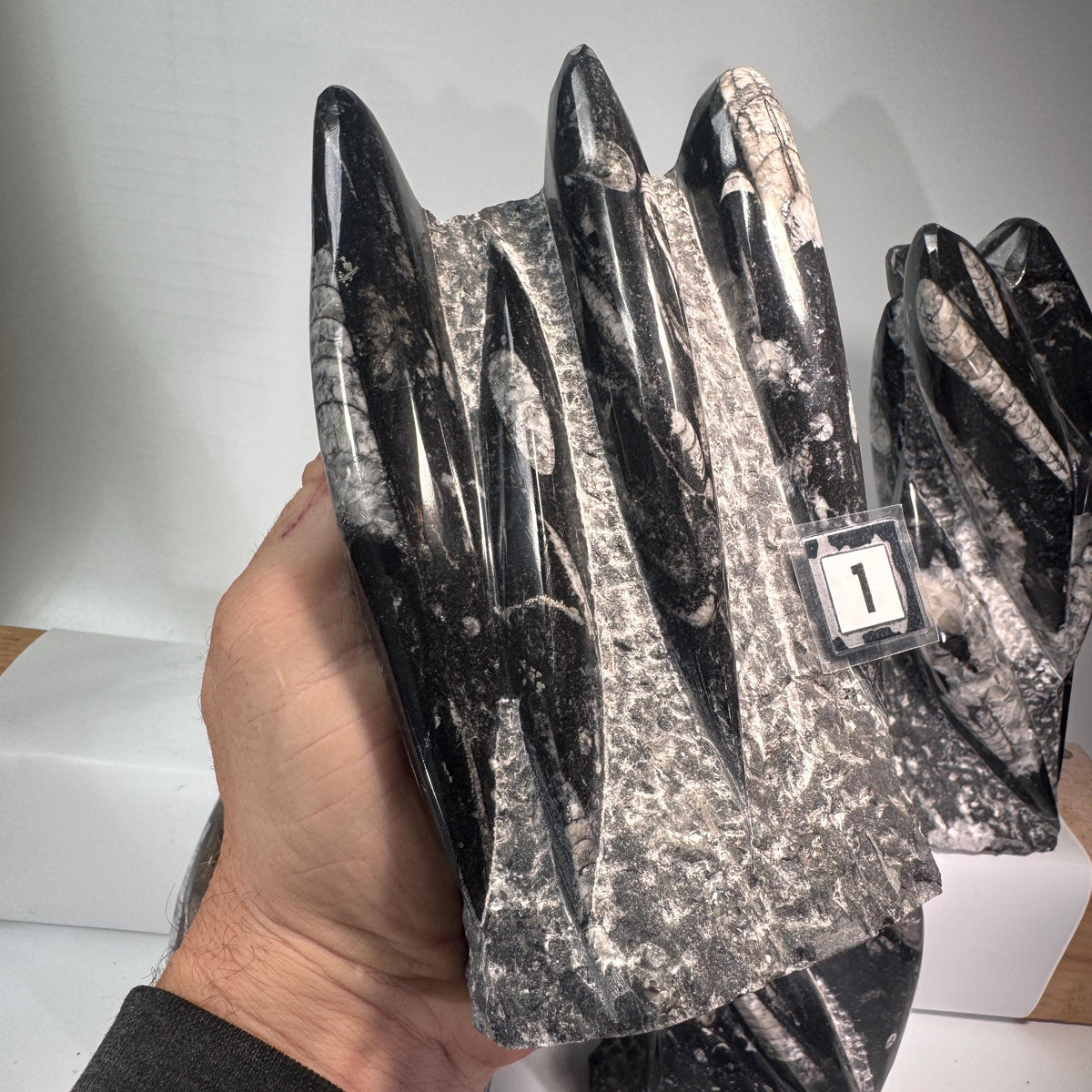 Orthoceras fossil tower specimen held in hand, glossy dark gray with pale marbled bands