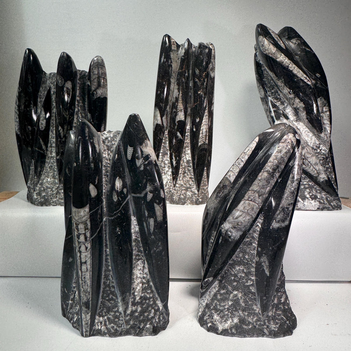 Orthoceras fossil tower specimen, dark gray and black spires with white banding detail