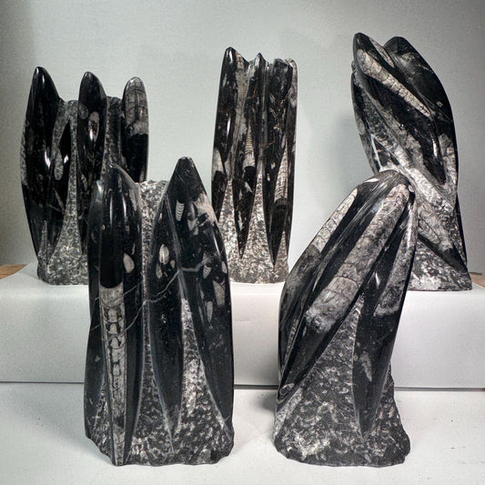 Orthoceras fossil tower specimen, dark gray and black spires with white banding detail