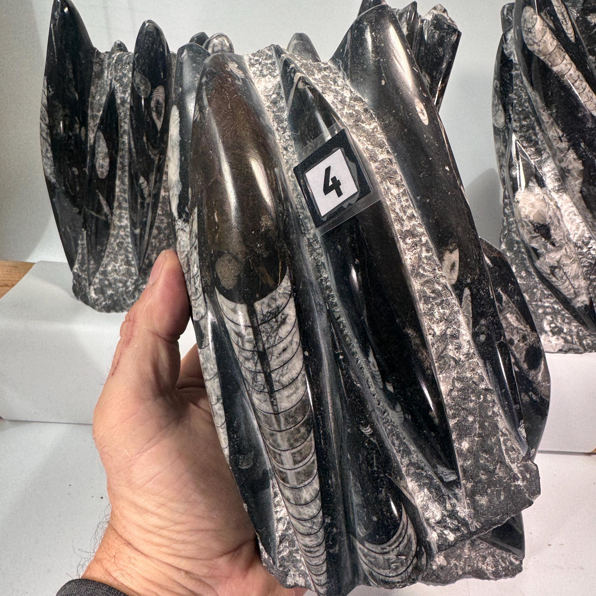 Orthoceras fossil tower specimen held in hand, dark gray spires with white banding