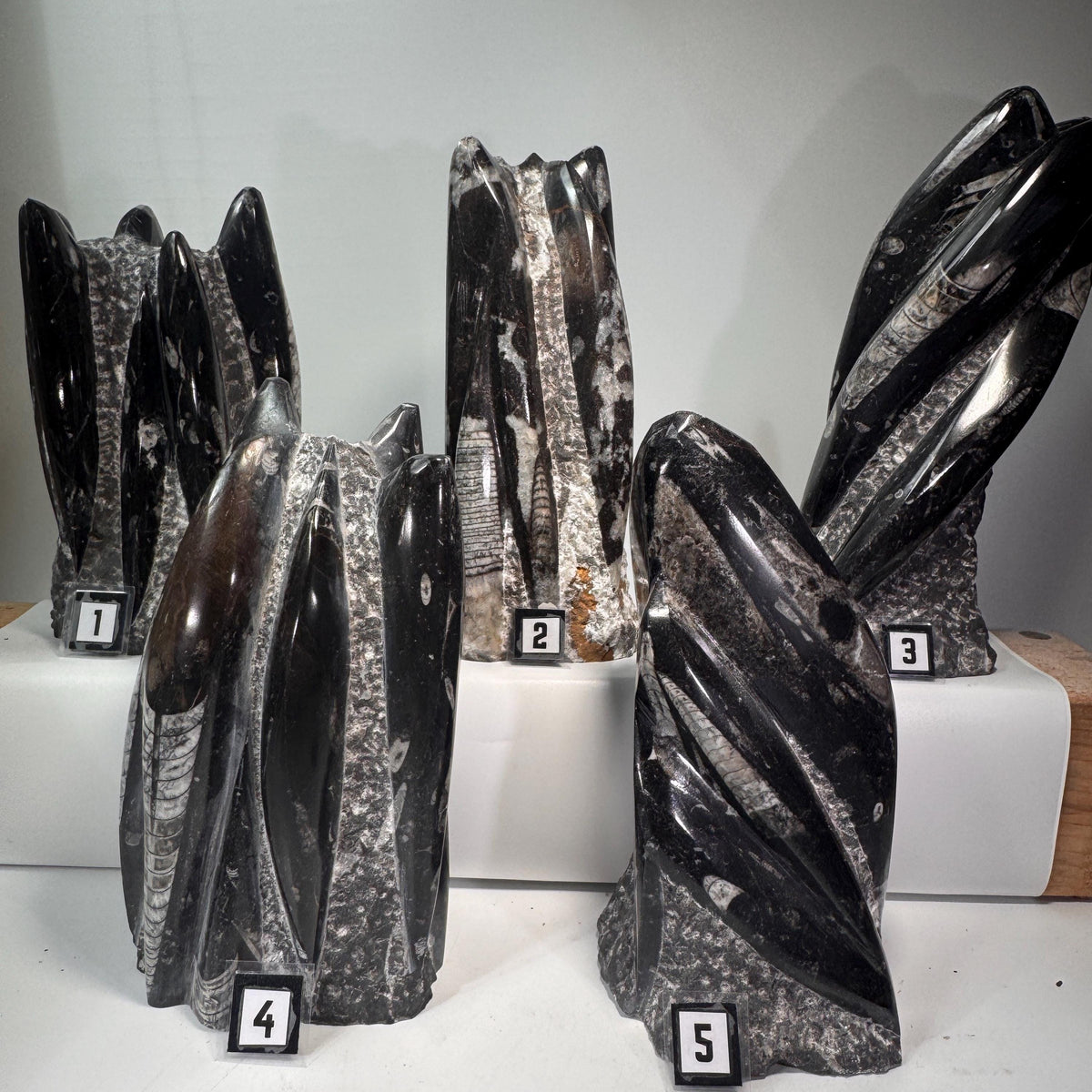 Set of Orthoceras fossil tower specimens on display, dark gray/black with light striping