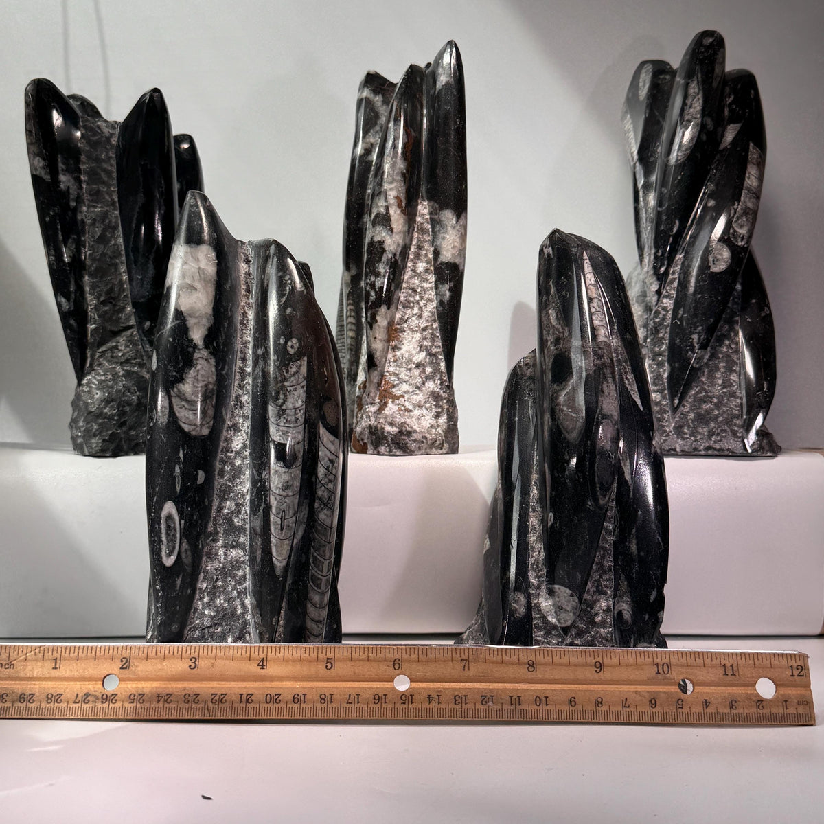 Orthoceras fossil tower specimens arranged with wooden ruler, dark gray spires and banding