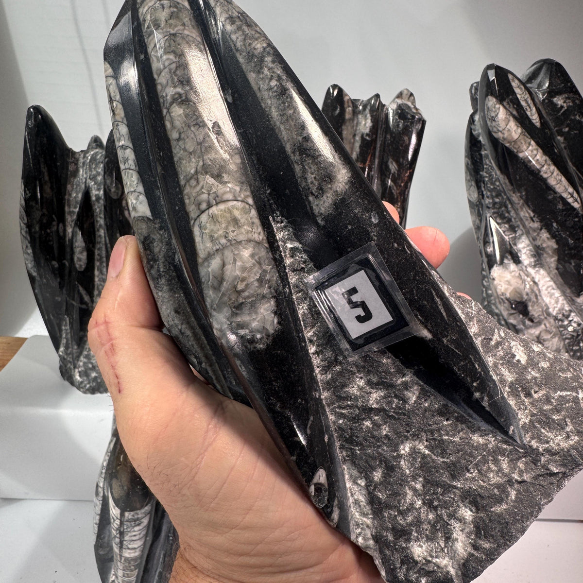 Orthoceras fossil tower specimen held close, dark gray with bright banded shell lines