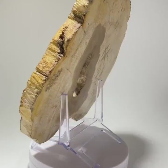 Petrified wood specimen in an acrylic stand