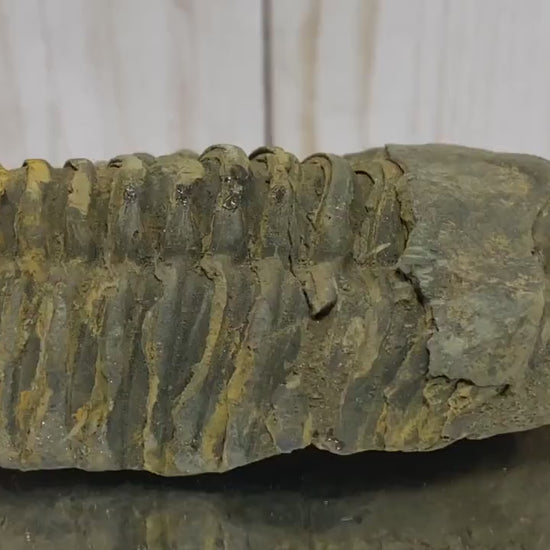 Calymene Trilobite Fossil