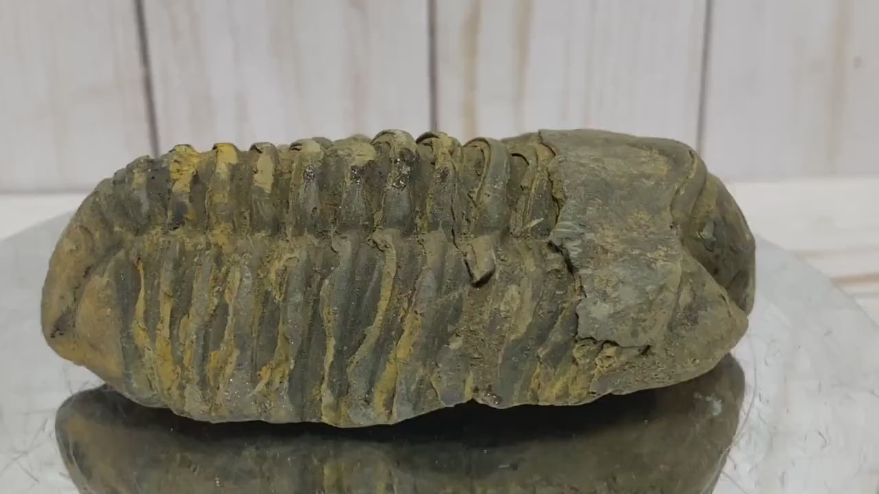 Calymene Trilobite Fossil