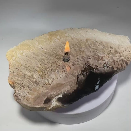 Petrified Palm Root Rock Candle