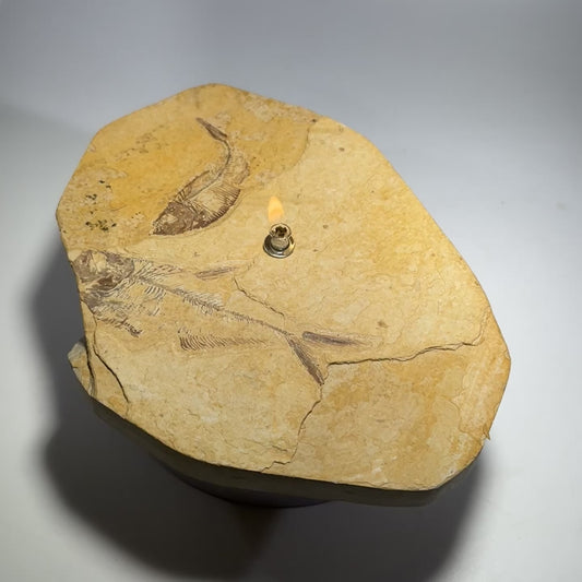 Rock Candle, Wyoming Fish Fossil