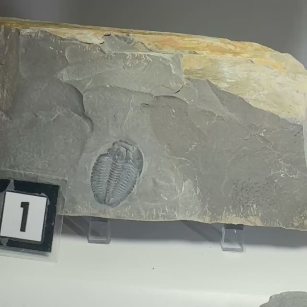Elrathia Kingi Trilobite in Shale Matrix