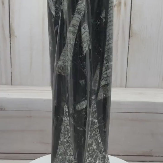 Orthoceras Fossil Tower — Freestanding Cephalopod Specimen from Morocco