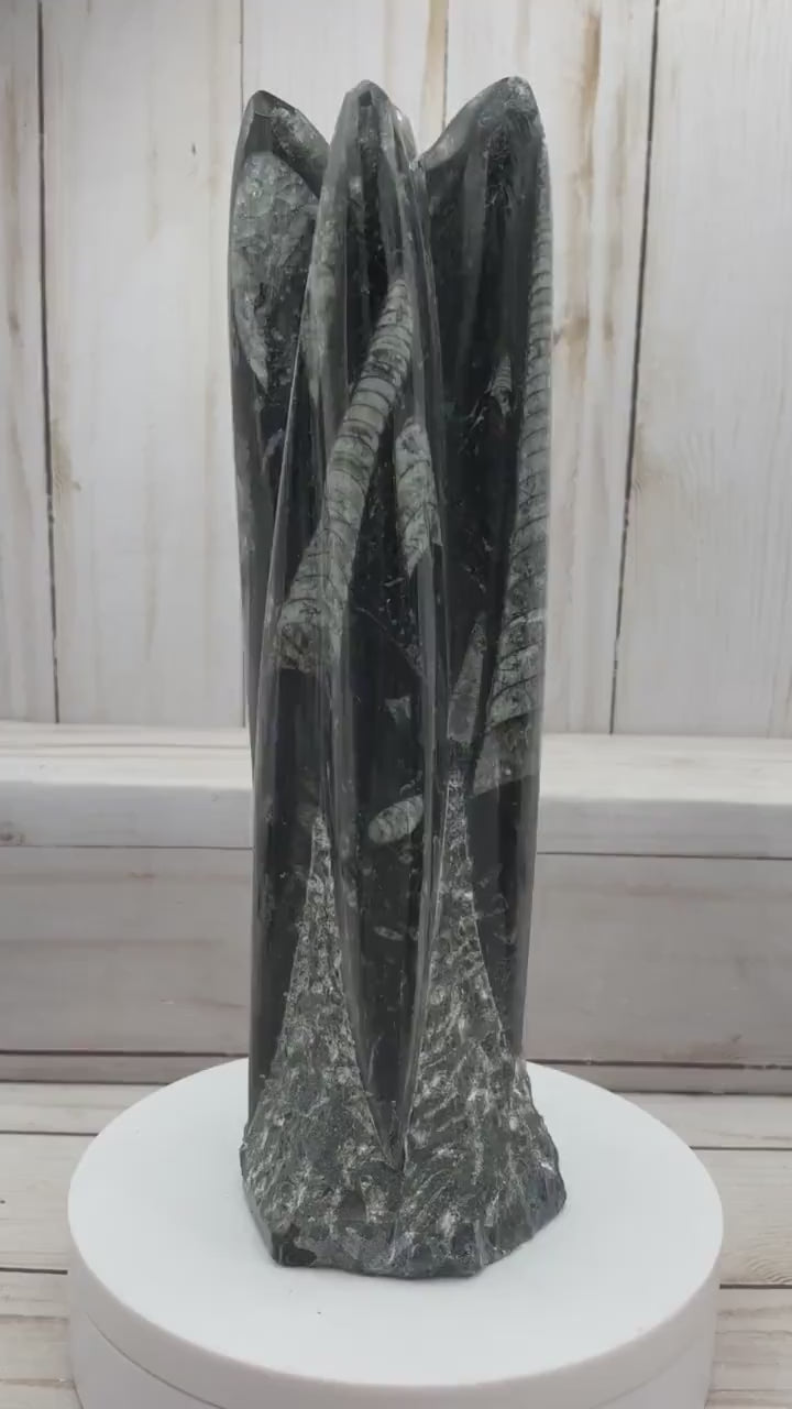 Orthoceras Fossil Tower — Freestanding Cephalopod Specimen from Morocco
