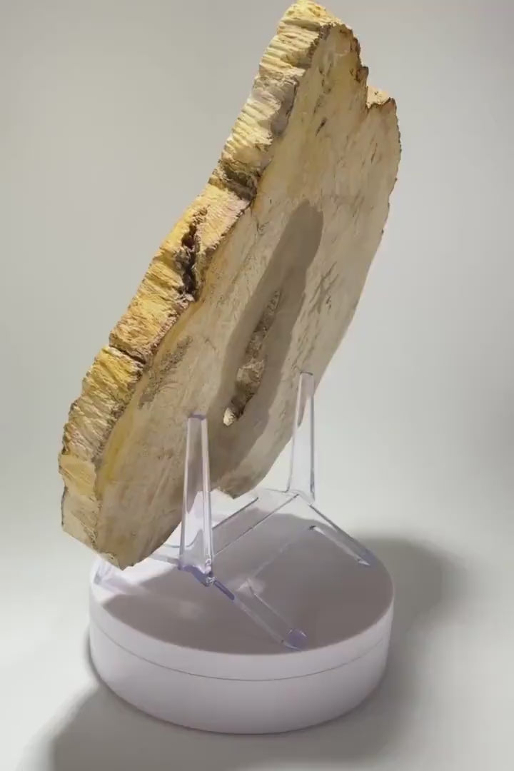 Petrified Wood Slab