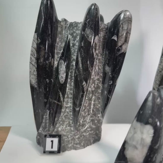 Orthoceras Fossil Tower