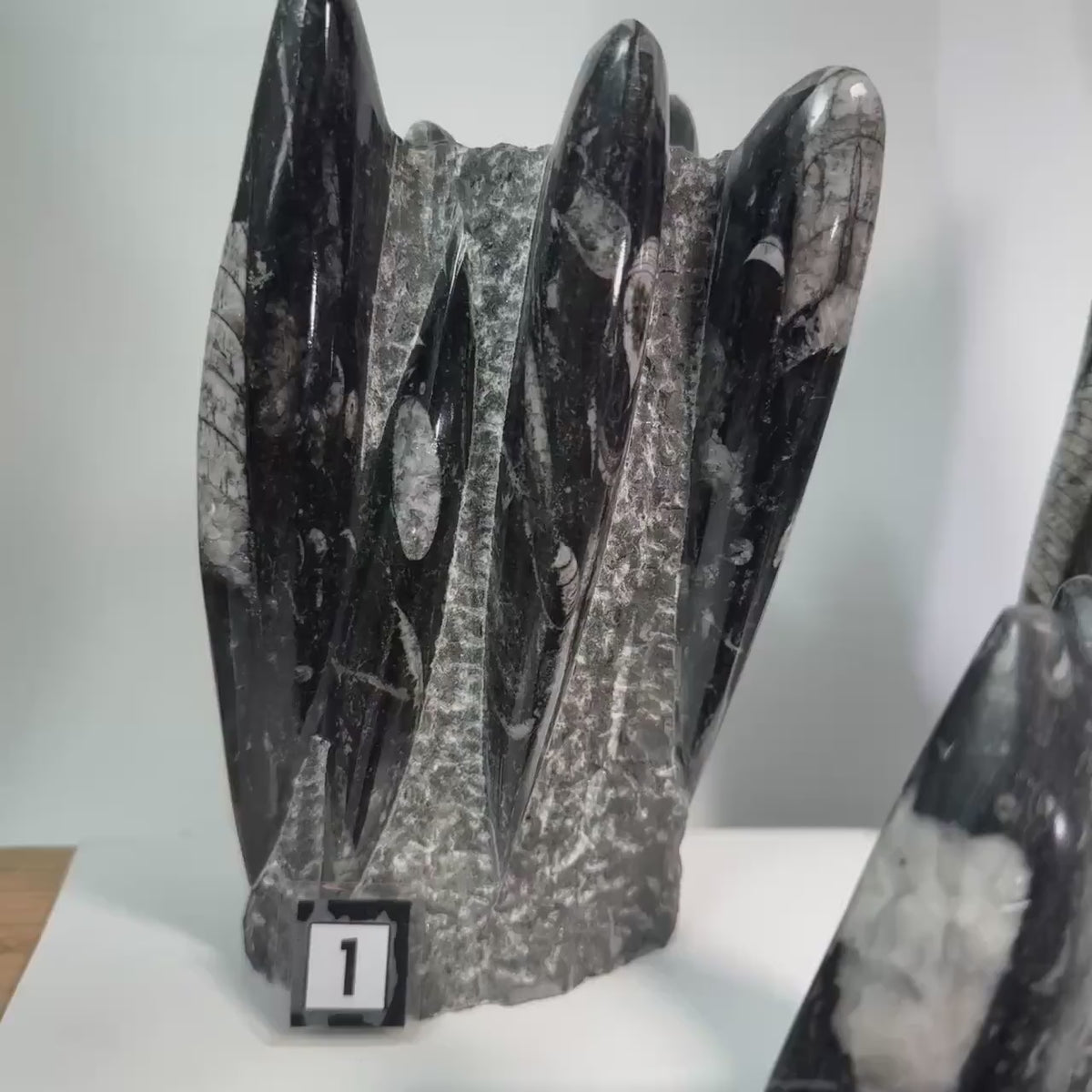 Orthoceras Fossil Tower