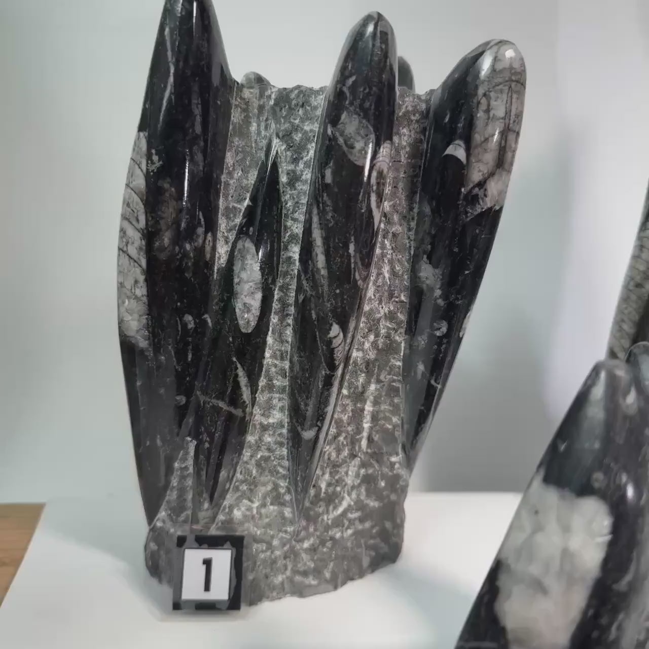 Orthoceras Fossil Tower