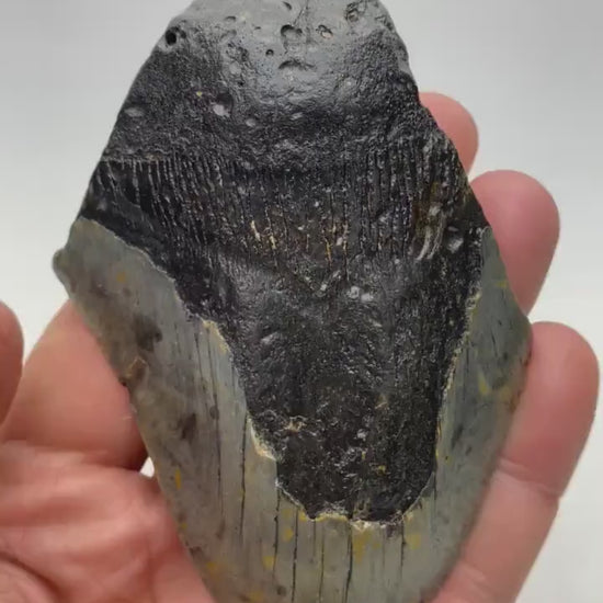 Real Fossil Megalodon Tooth, 4.5 inches long