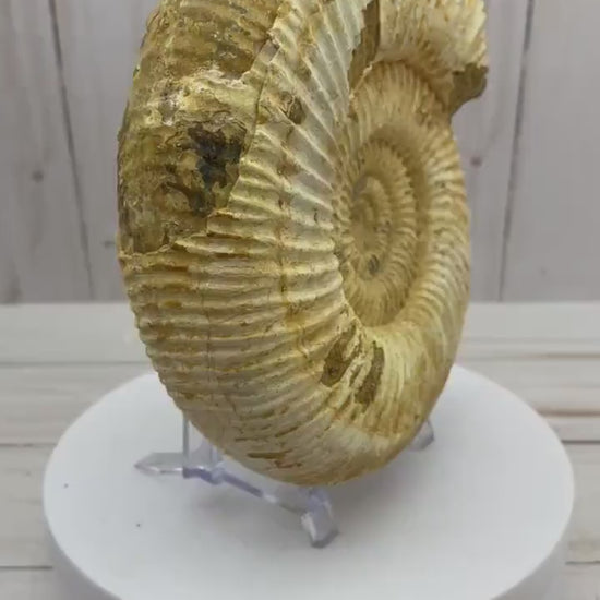 White Ammonite fossil