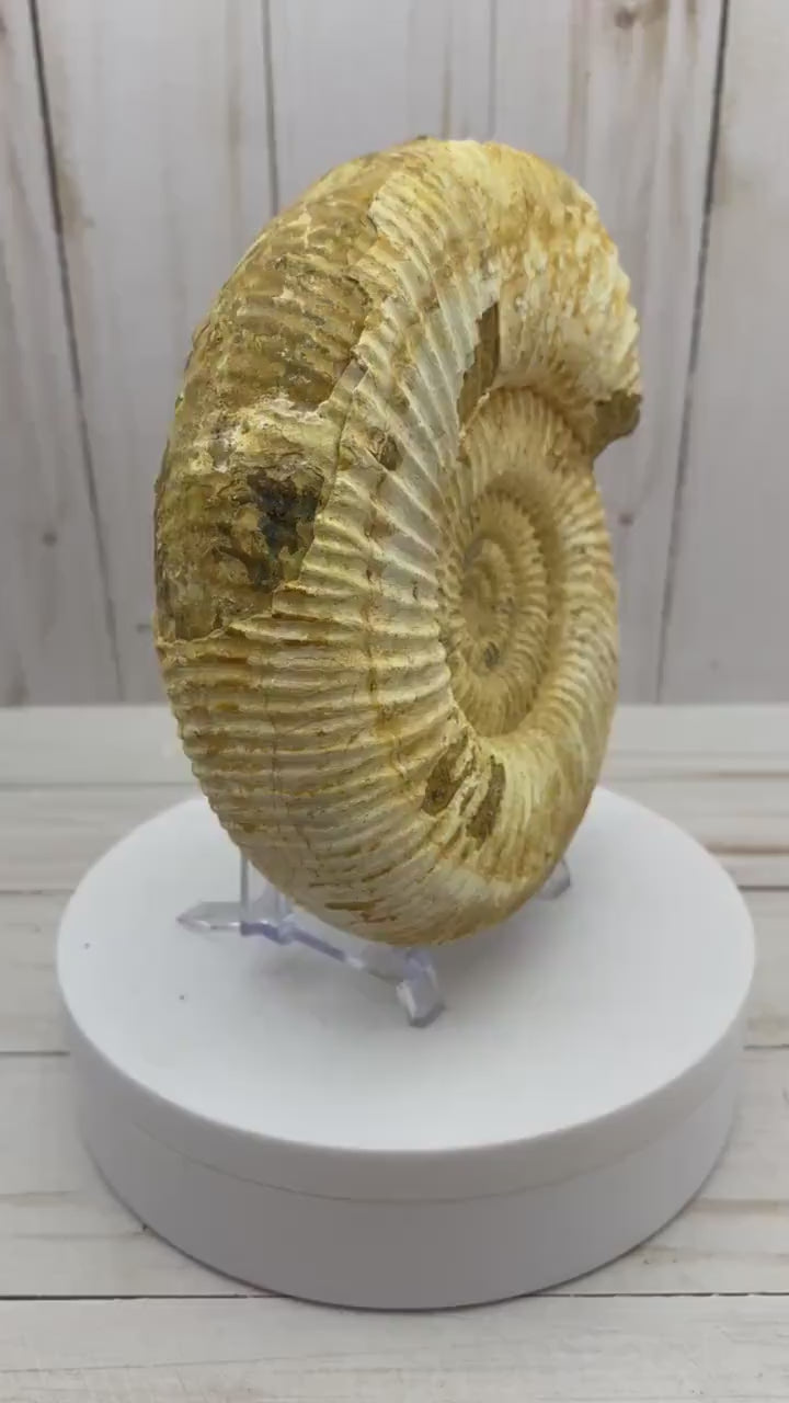 White Ammonite fossil