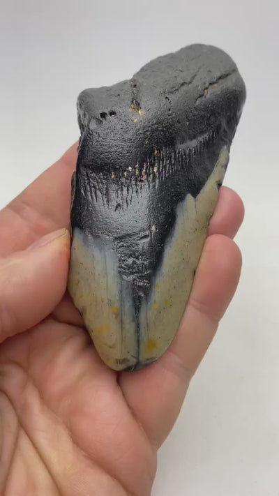 Real Fossil Megalodon Tooth, 4.75 inches long