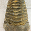 Trilobite fossil, Calymen trilobite