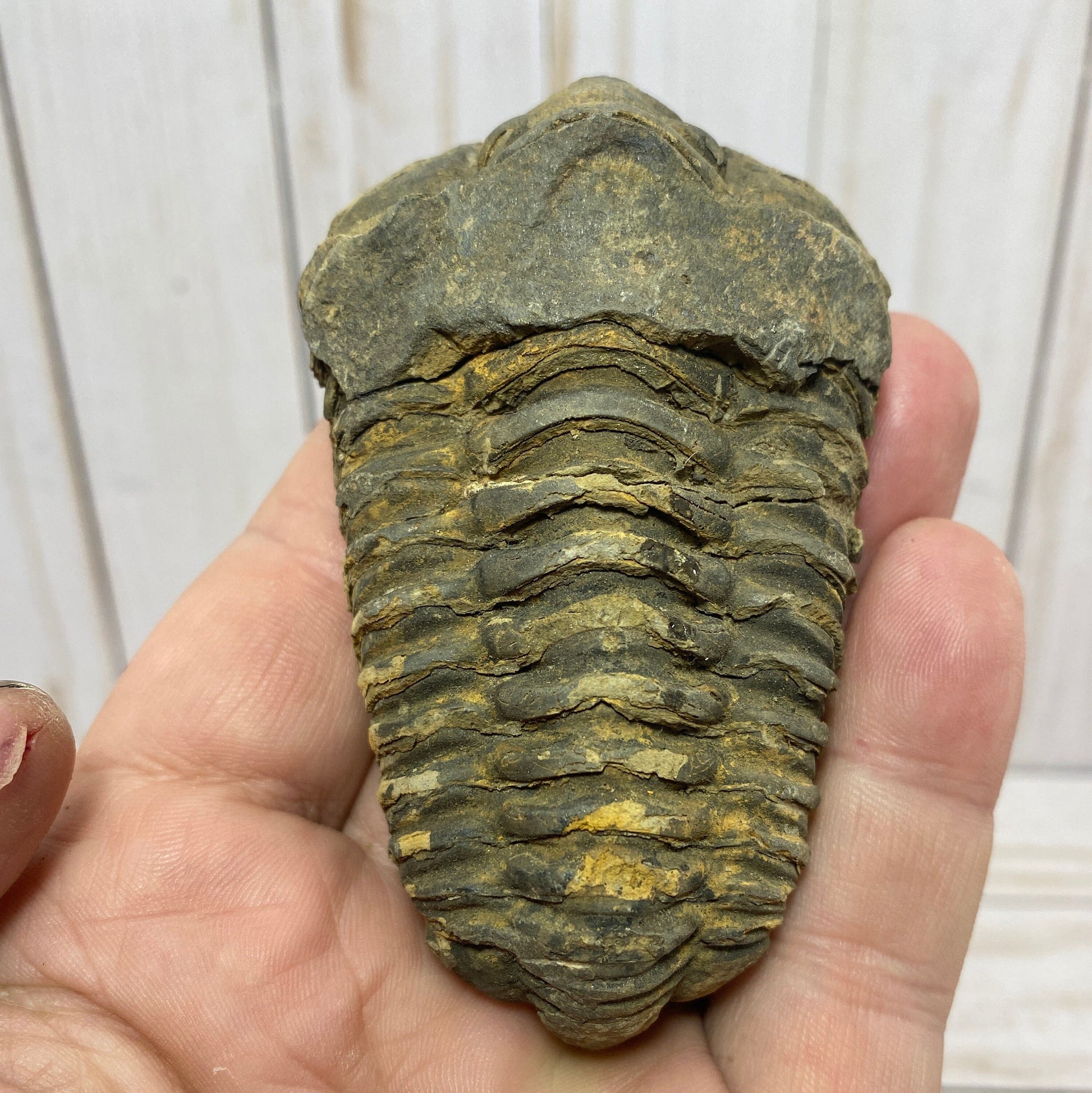 Trilobite fossil, Calymen trilobite