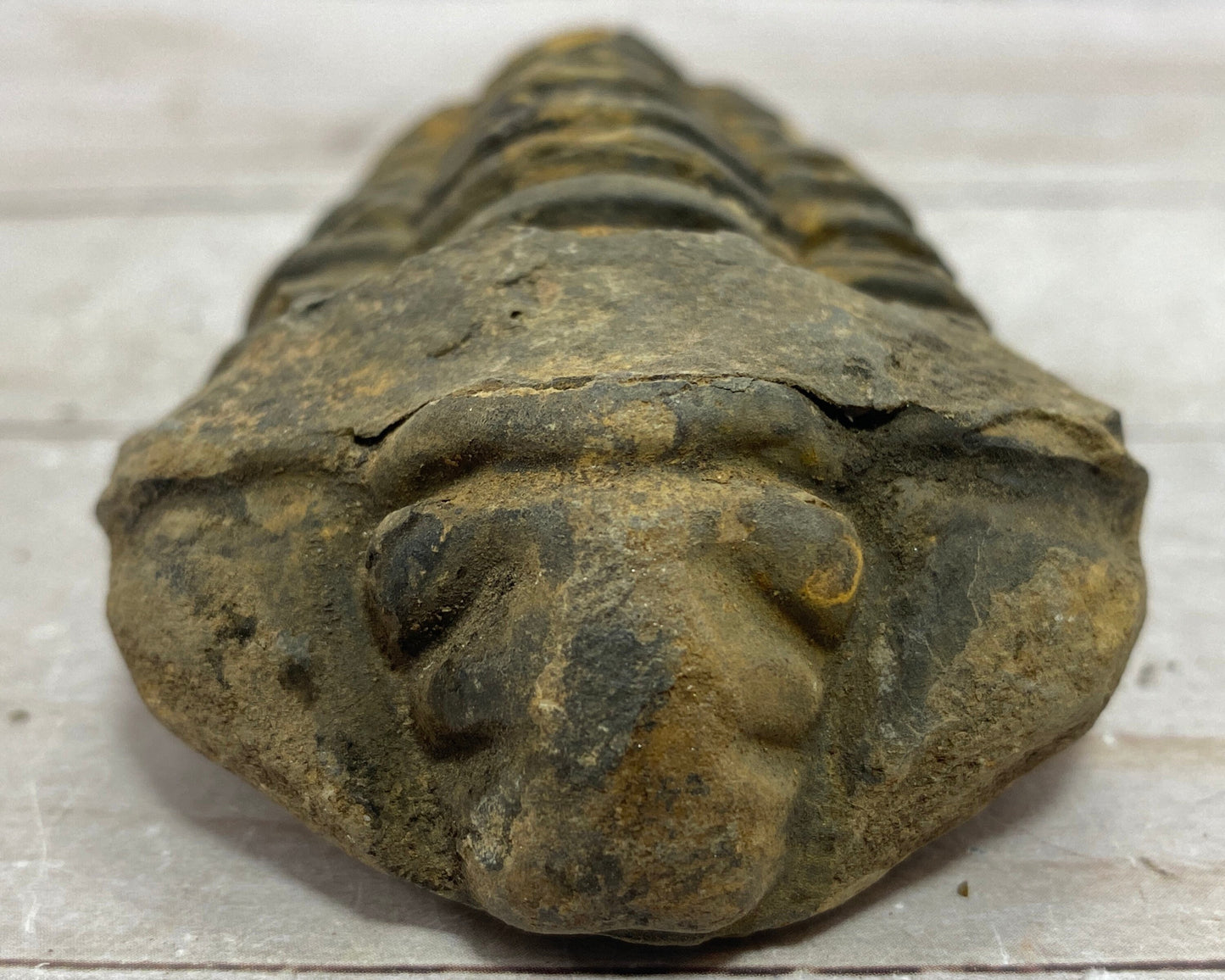 Trilobite fossil, Calymen trilobite