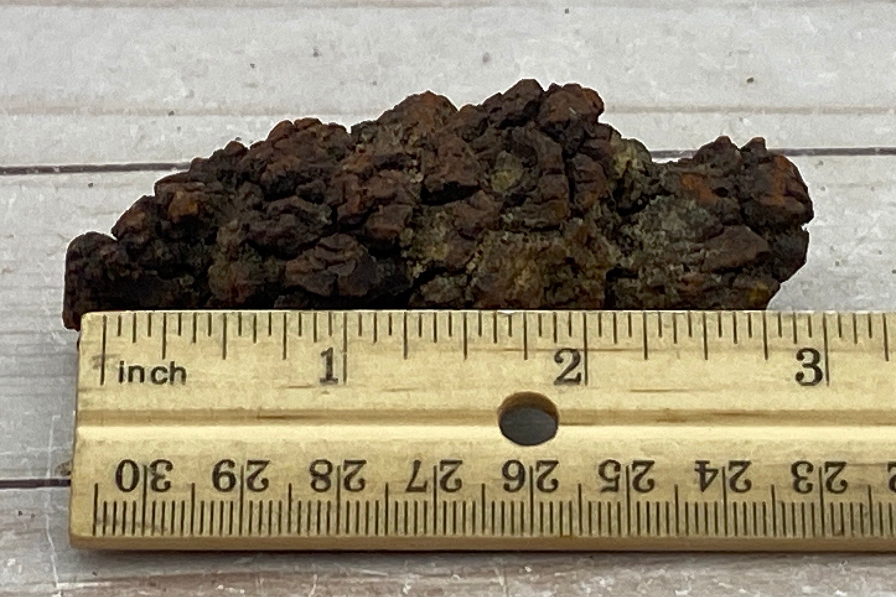 Coprolite, Dinosaur fossil