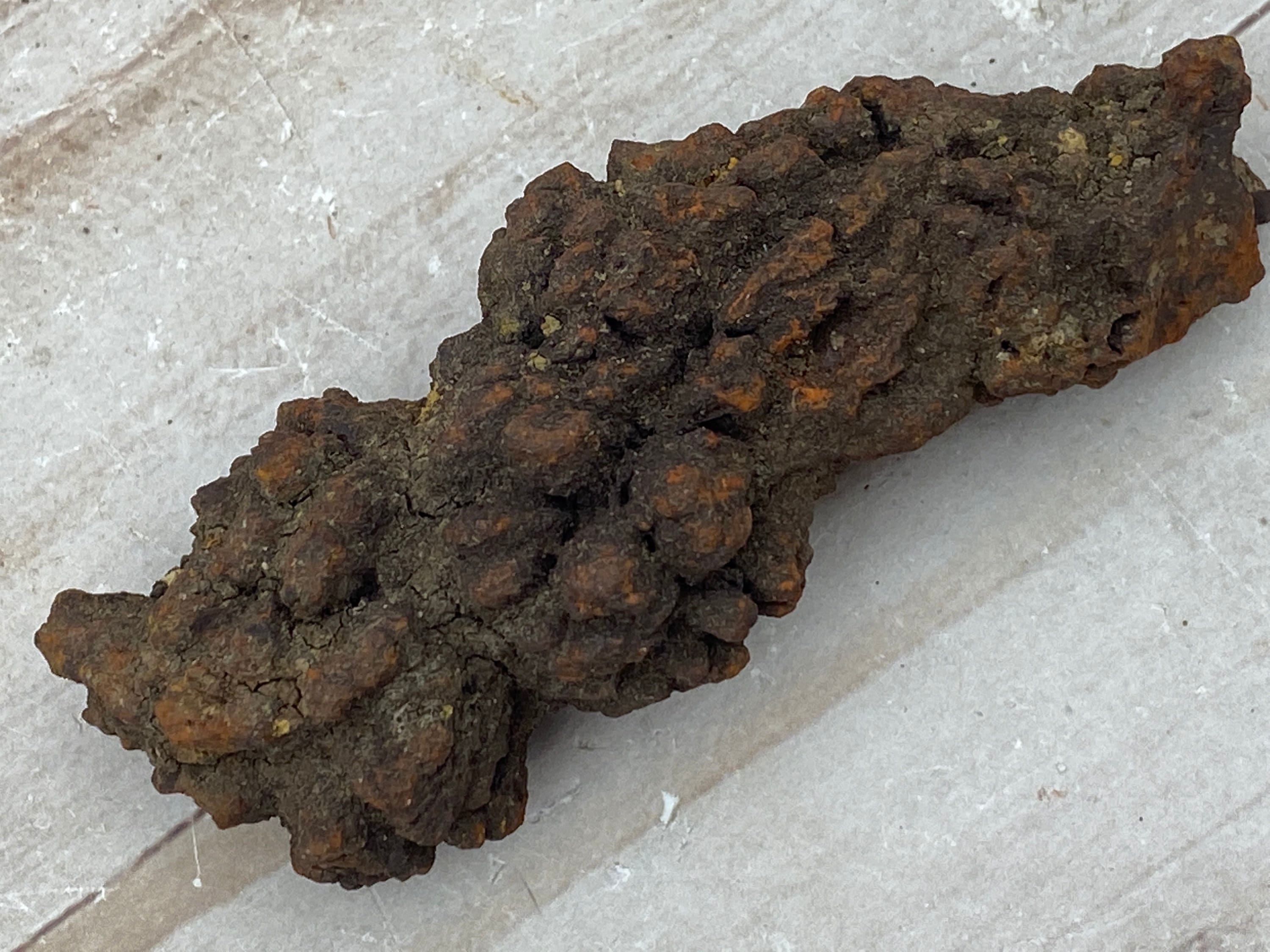 Coprolite, Dinosaur fossil