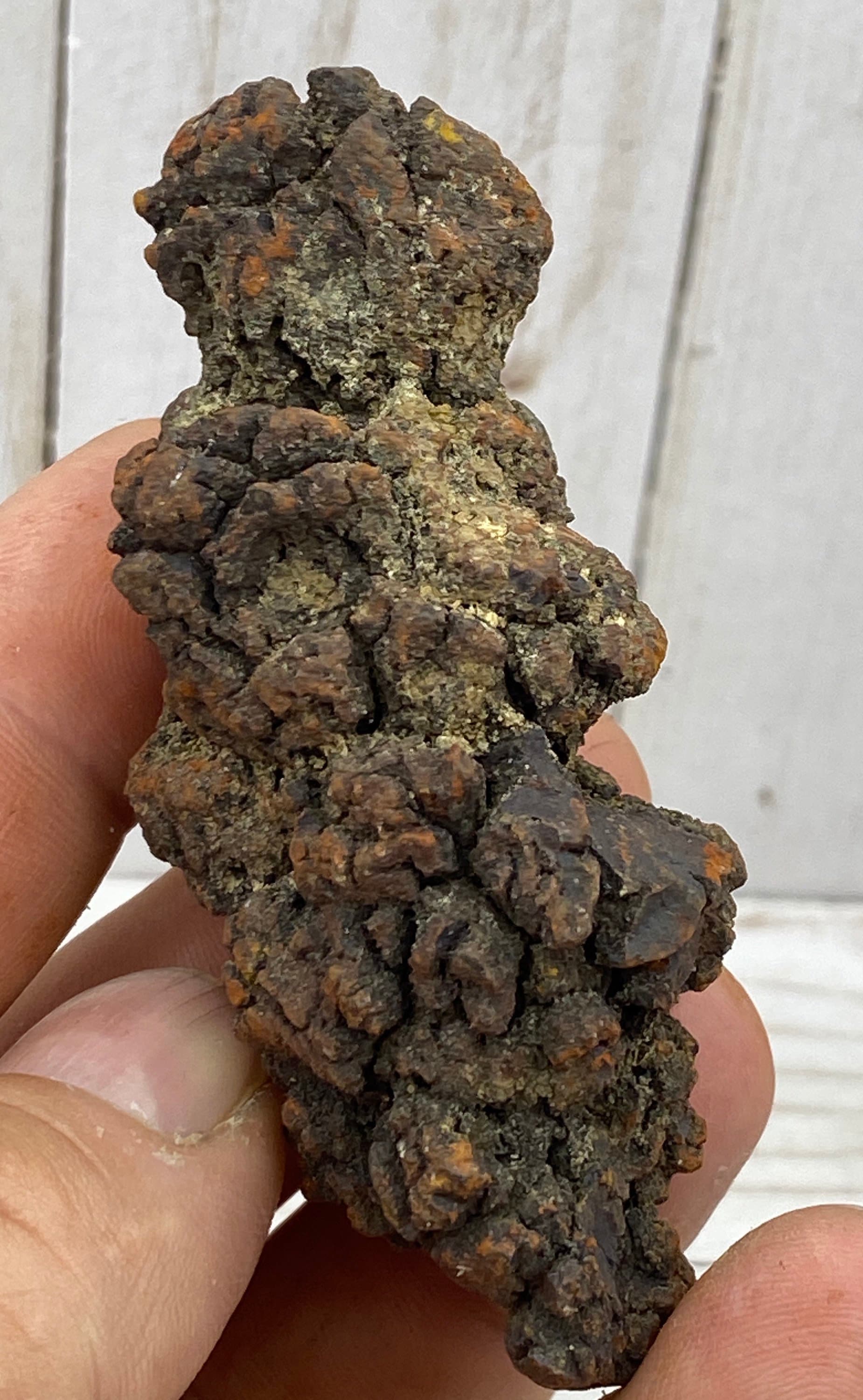 Coprolite, Dinosaur fossil