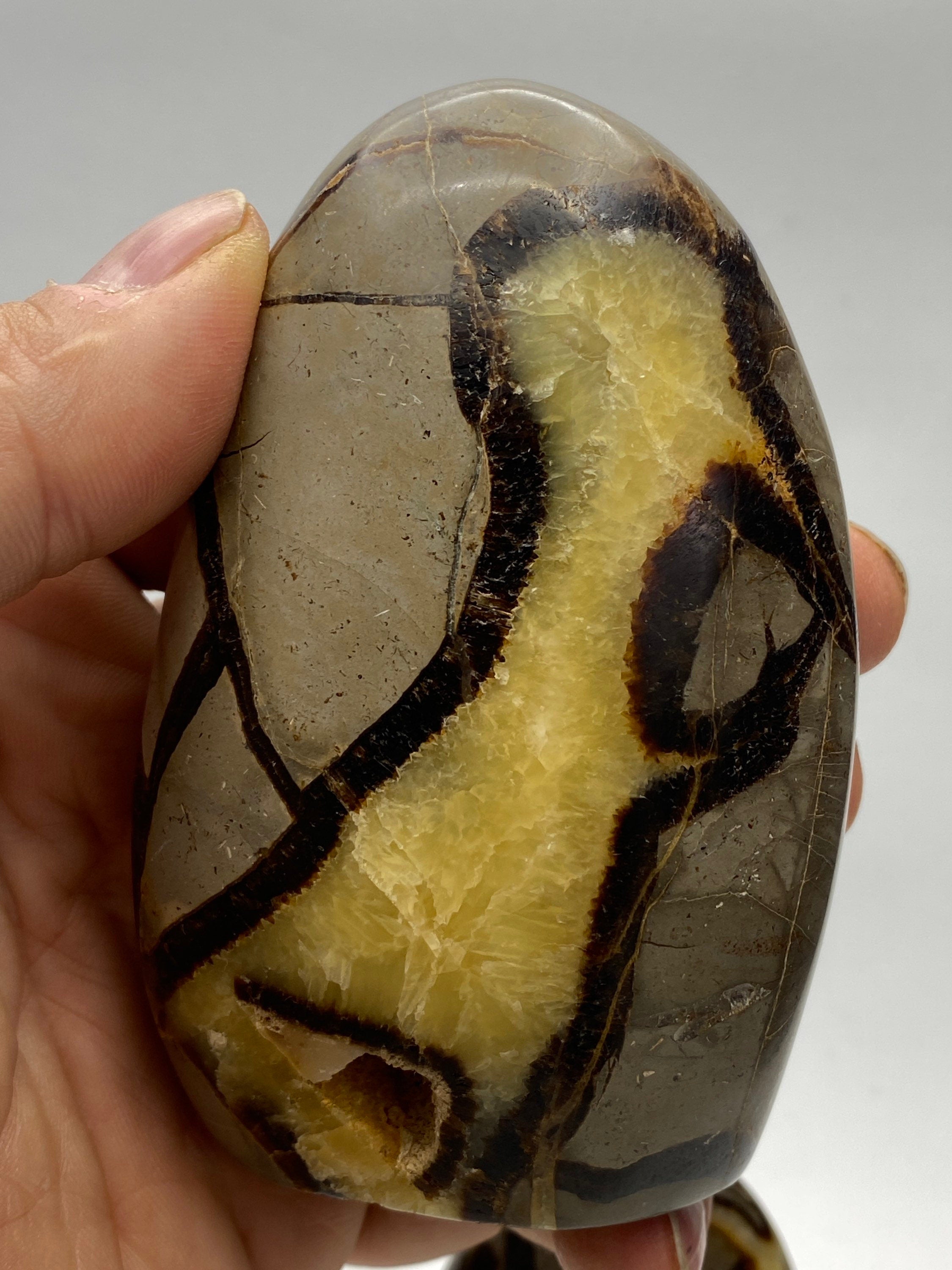 Septarian Nodule, dragon's egg, freeform