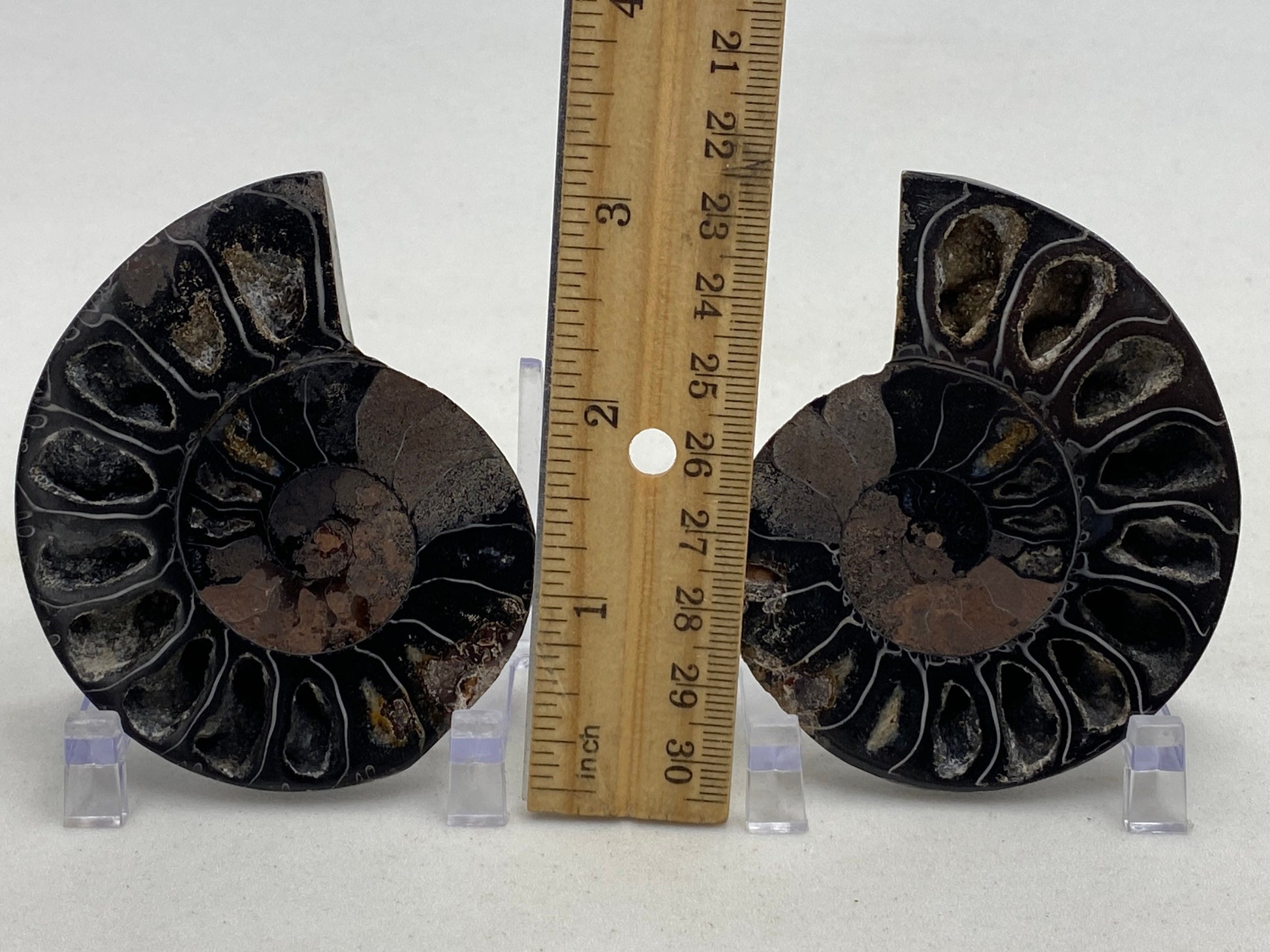 Small black ammonite fossil pair in acrylic stands - RocciaRoba