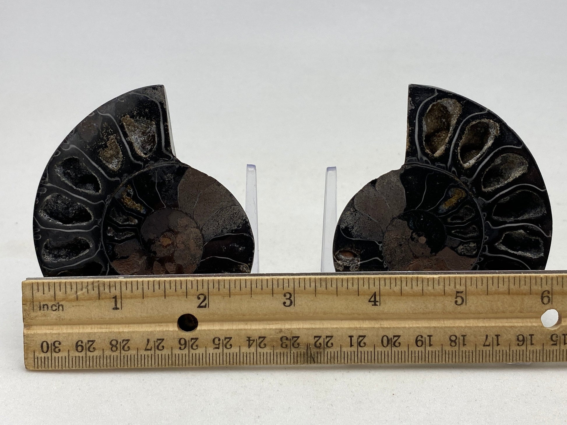 Small black ammonite fossil pair in acrylic stands - RocciaRoba