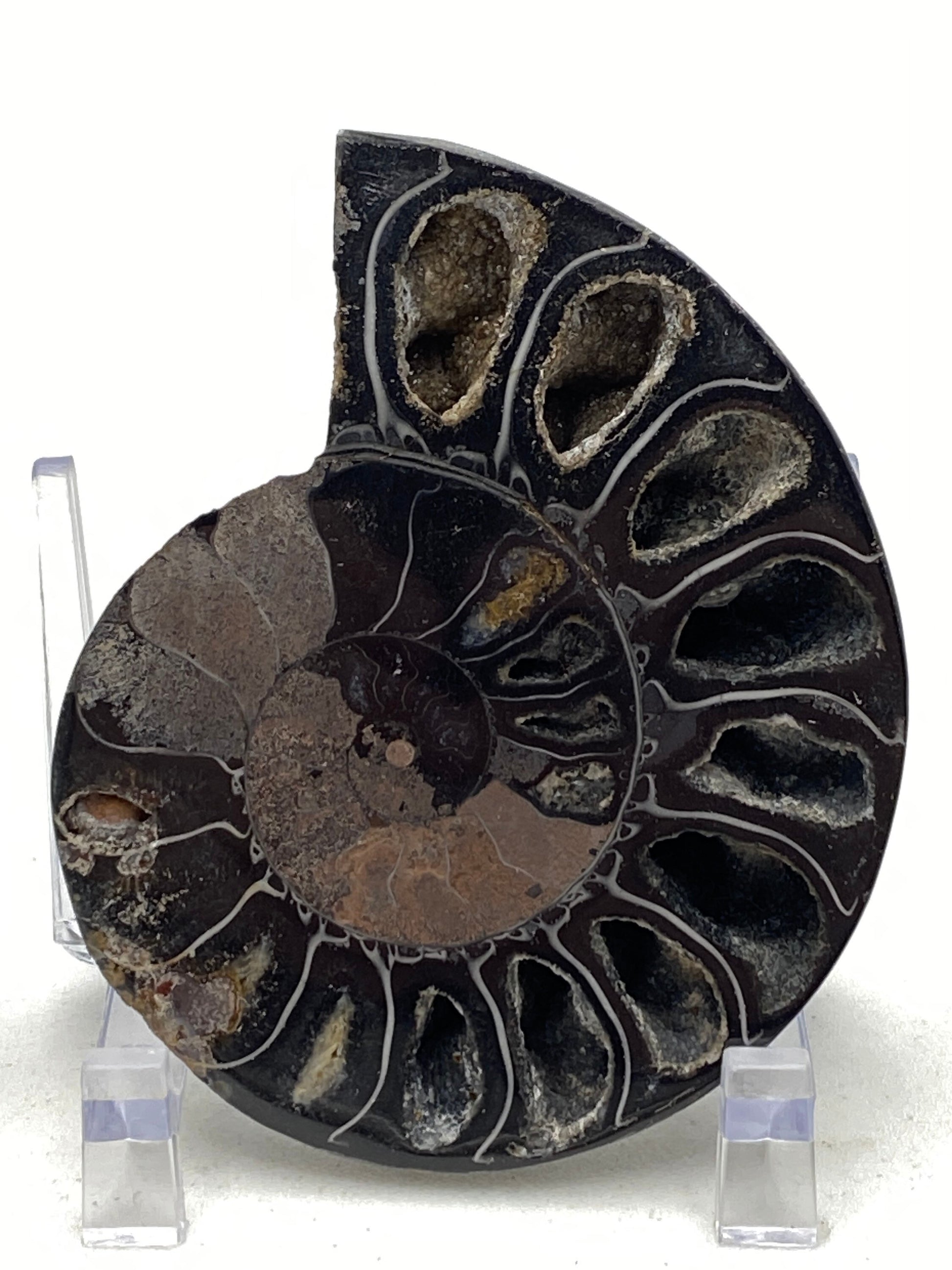 Small black ammonite fossil pair in acrylic stands - RocciaRoba