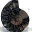 Small black ammonite fossil pair in acrylic stands