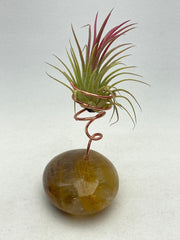 Healer Quartz air plant holder with live air plant - RocciaRoba