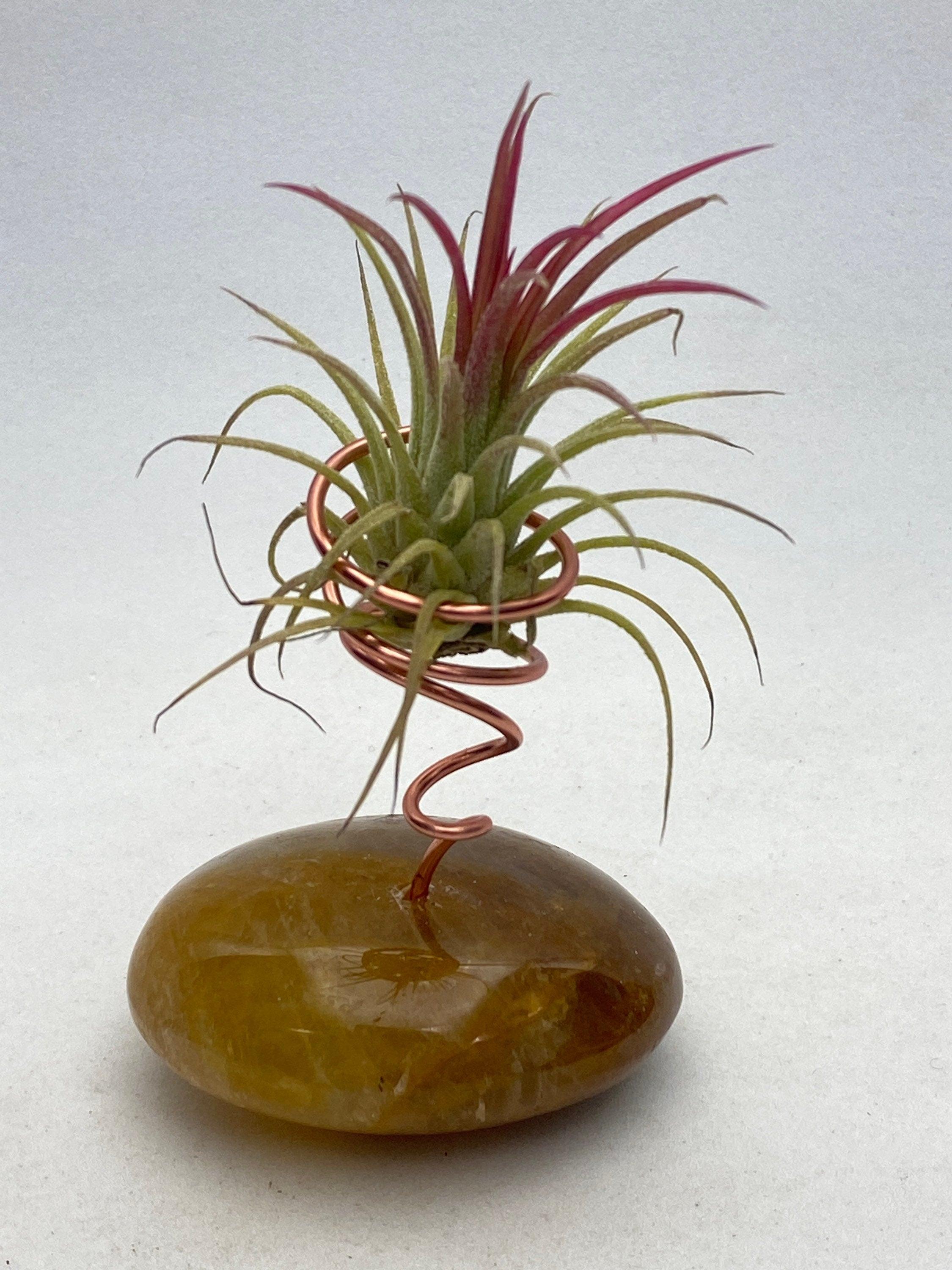 Healer Quartz air plant holder with live air plant - RocciaRoba