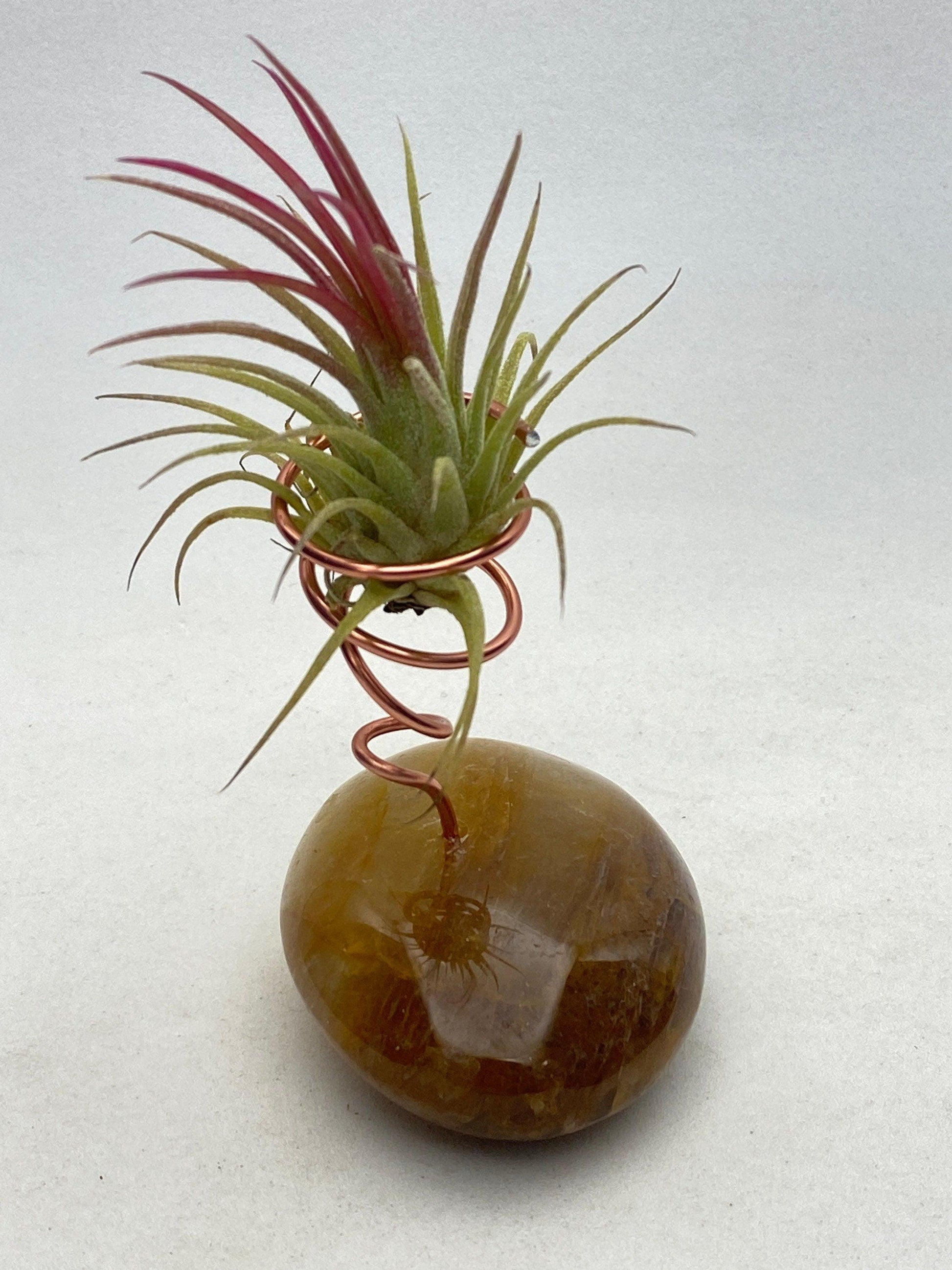 Healer Quartz air plant holder with live air plant - RocciaRoba