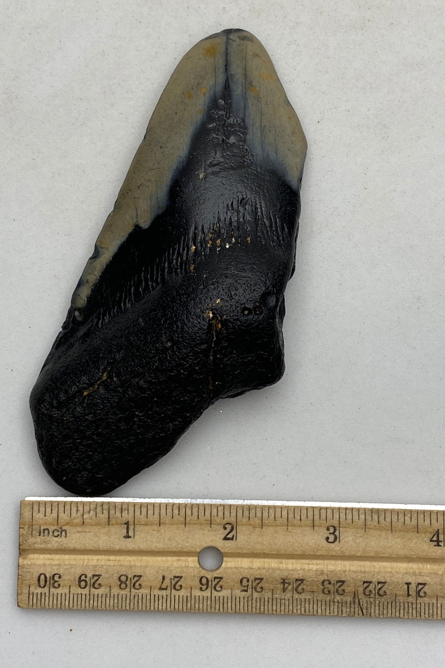 Real Fossil Megalodon Tooth, 4.75 inches long