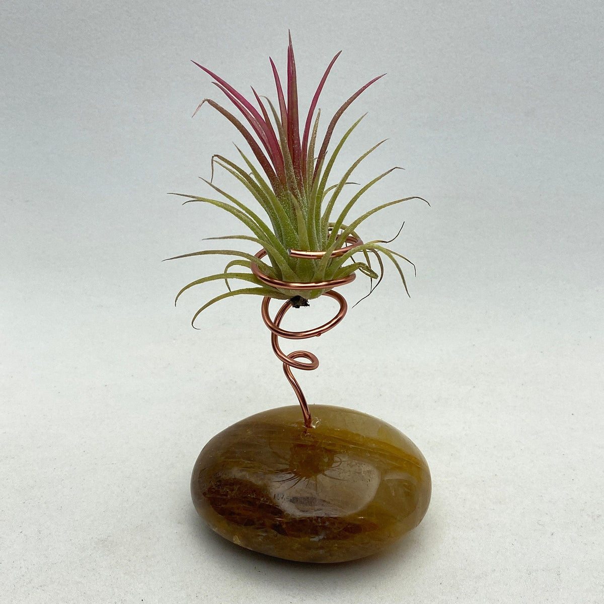 Healer Quartz air plant holder with live air plant - RocciaRoba