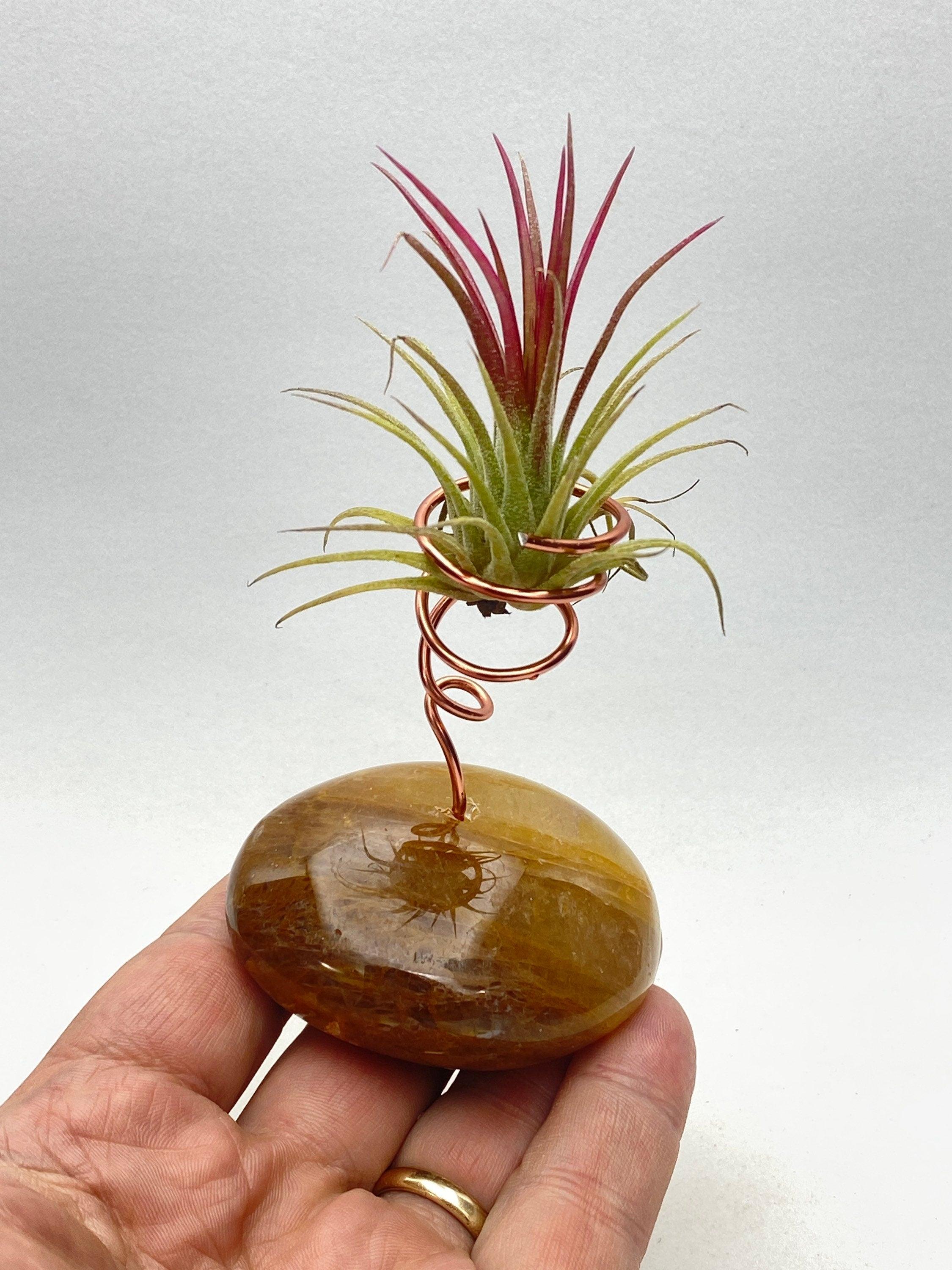 Healer Quartz air plant holder with live air plant - RocciaRoba