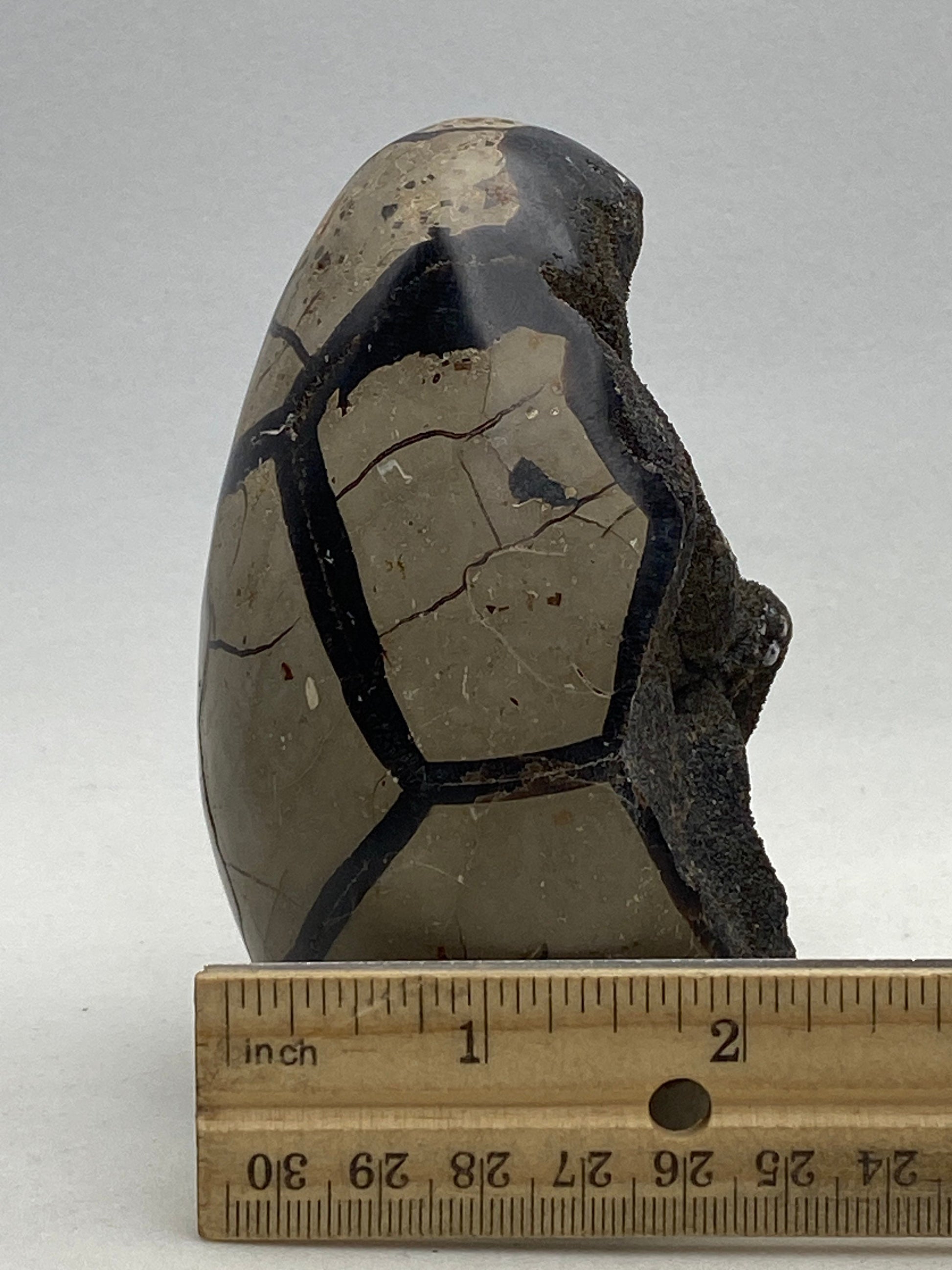 Dragons Egg Septarian Nodule - RocciaRoba