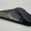 Real Fossil Megalodon Tooth, 4.75 inches long