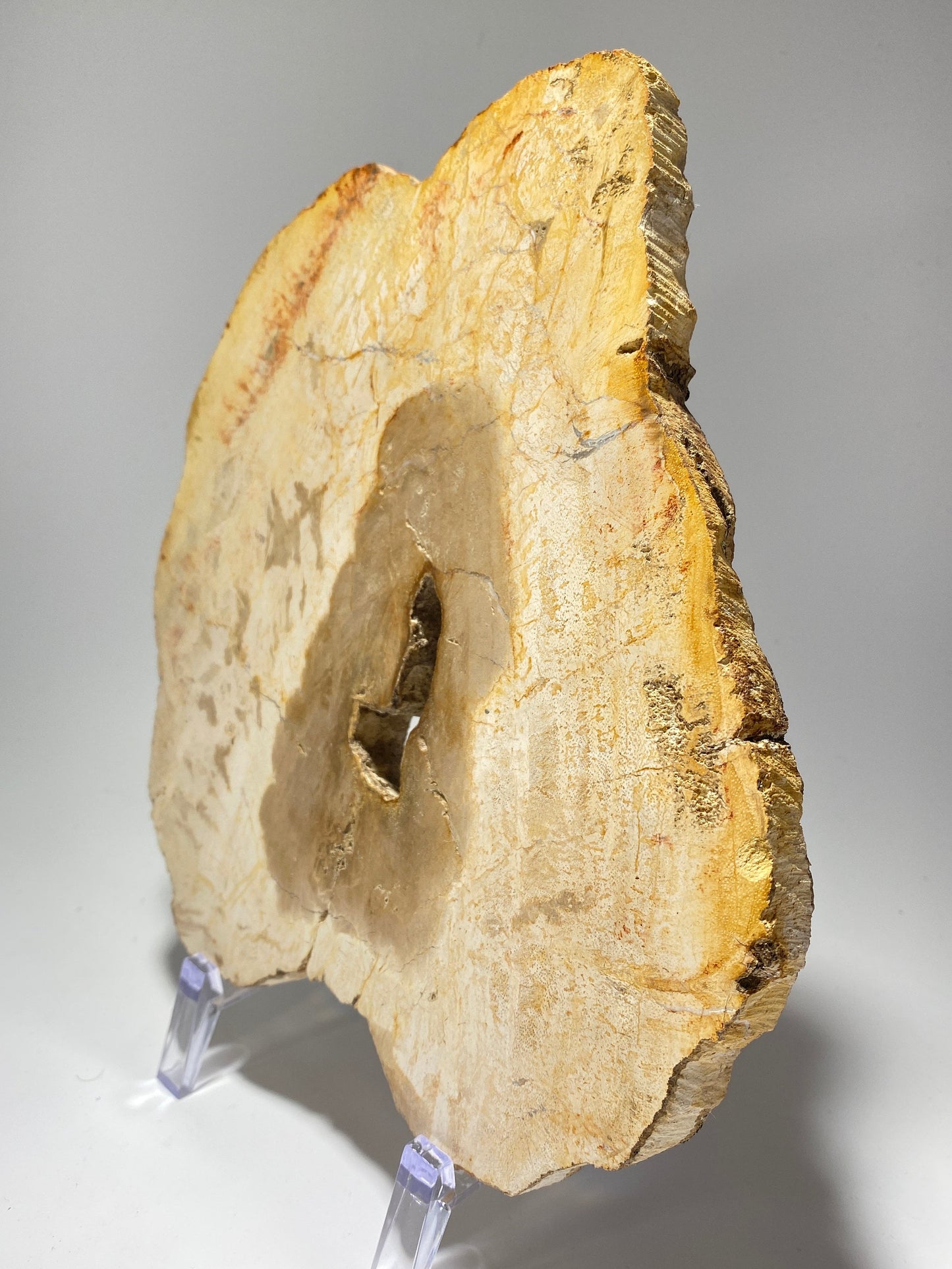 Petrified wood specimen in an acrylic stand | fossil wood, fossil collectable, rock lover gift