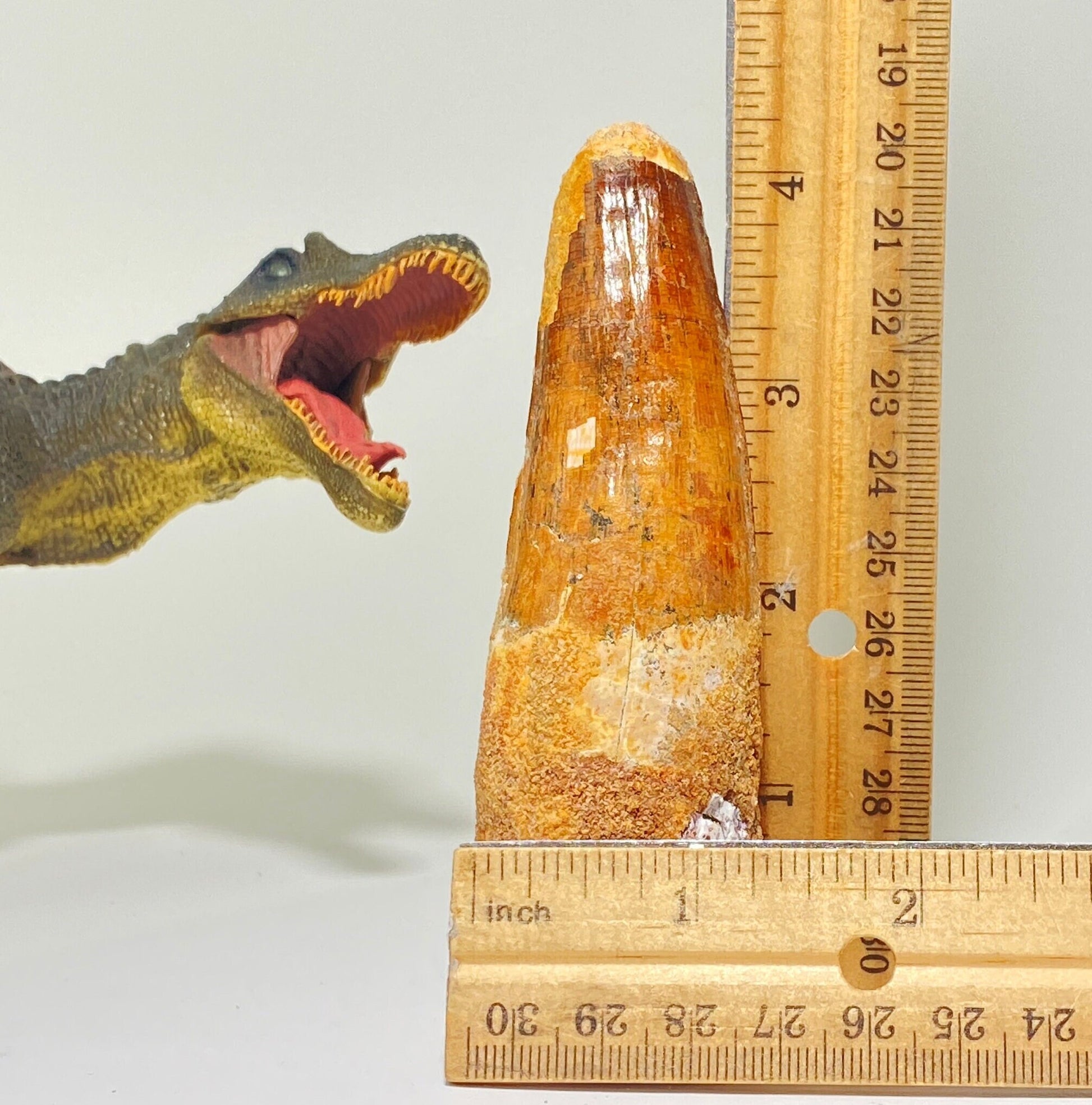 Real Spinosaurus tooth