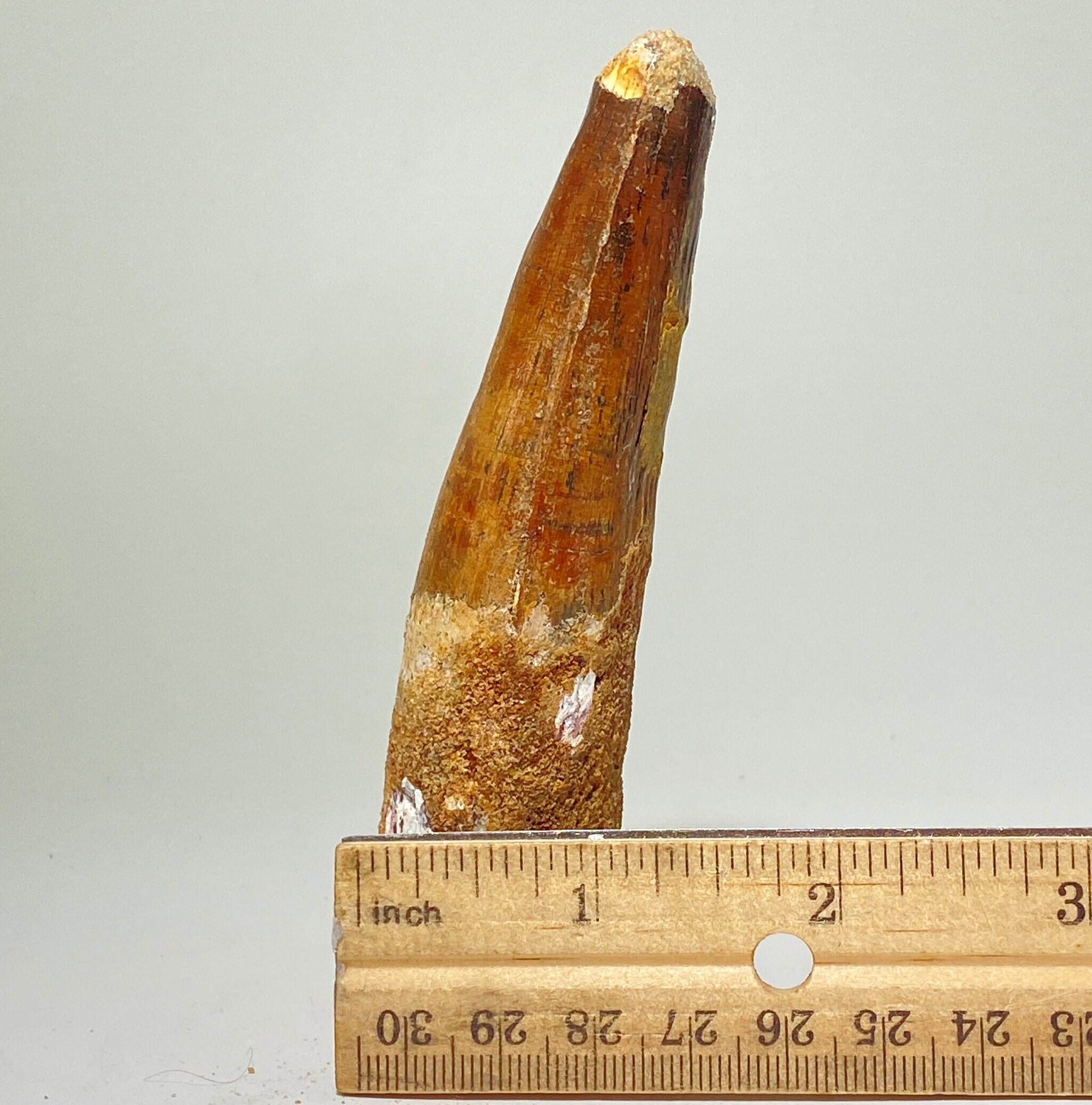 Real Spinosaurus tooth