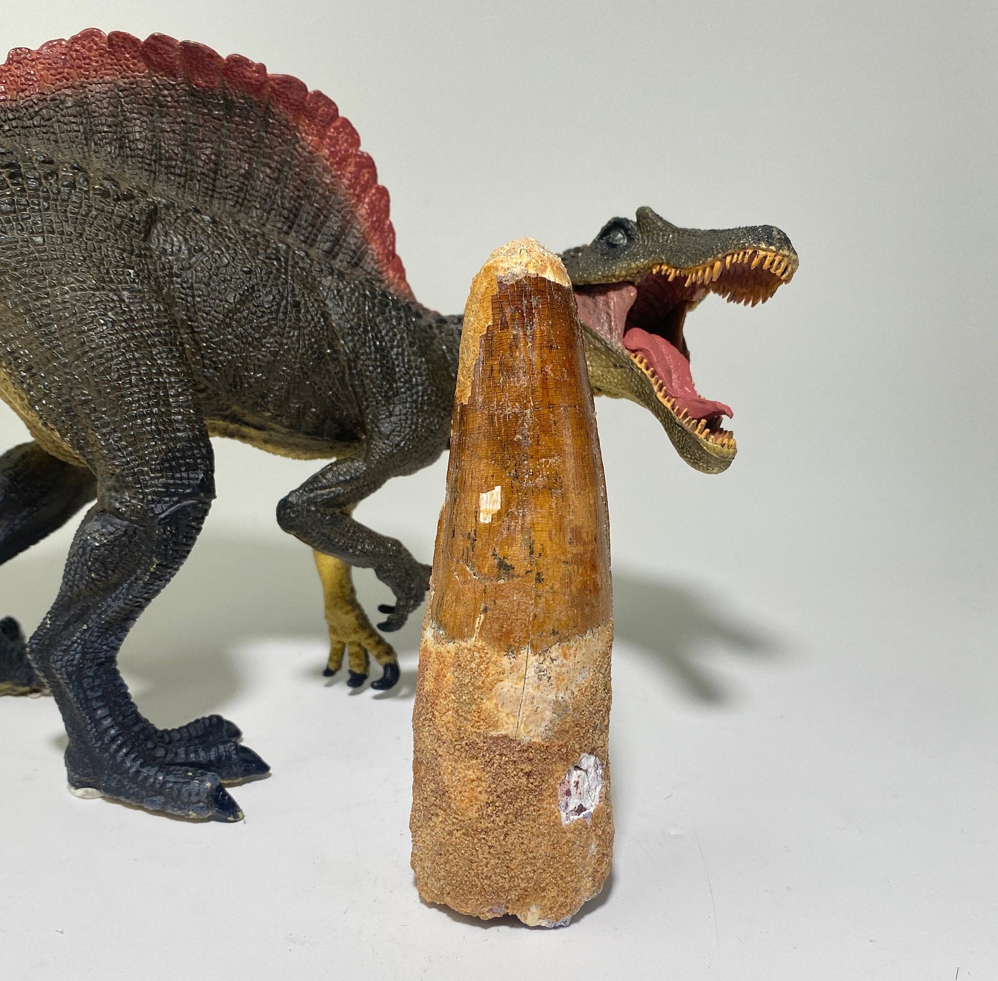 Real Spinosaurus tooth
